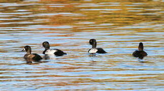 Lesser Scaup