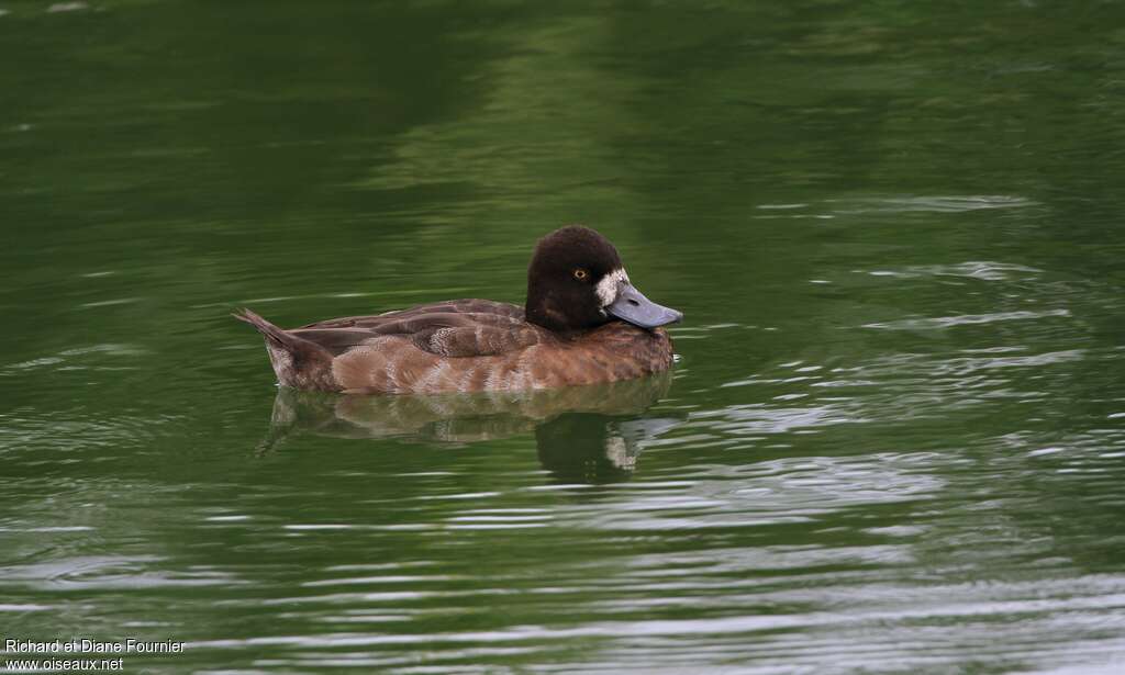 Lesser Scaup male Second year, identification