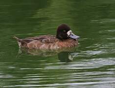 Lesser Scaup