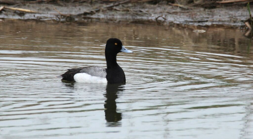 Lesser Scaup male