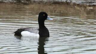 Lesser Scaup