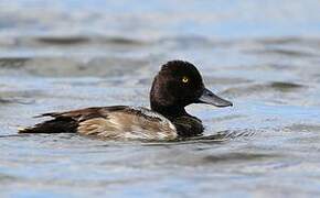 Lesser Scaup