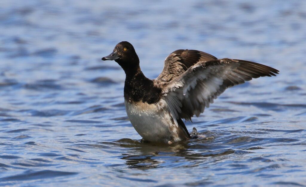 Lesser Scaupadult post breeding