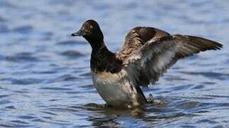 Lesser Scaup