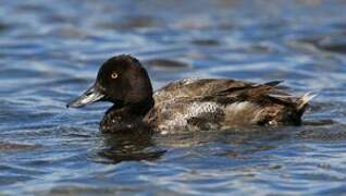 Lesser Scaup