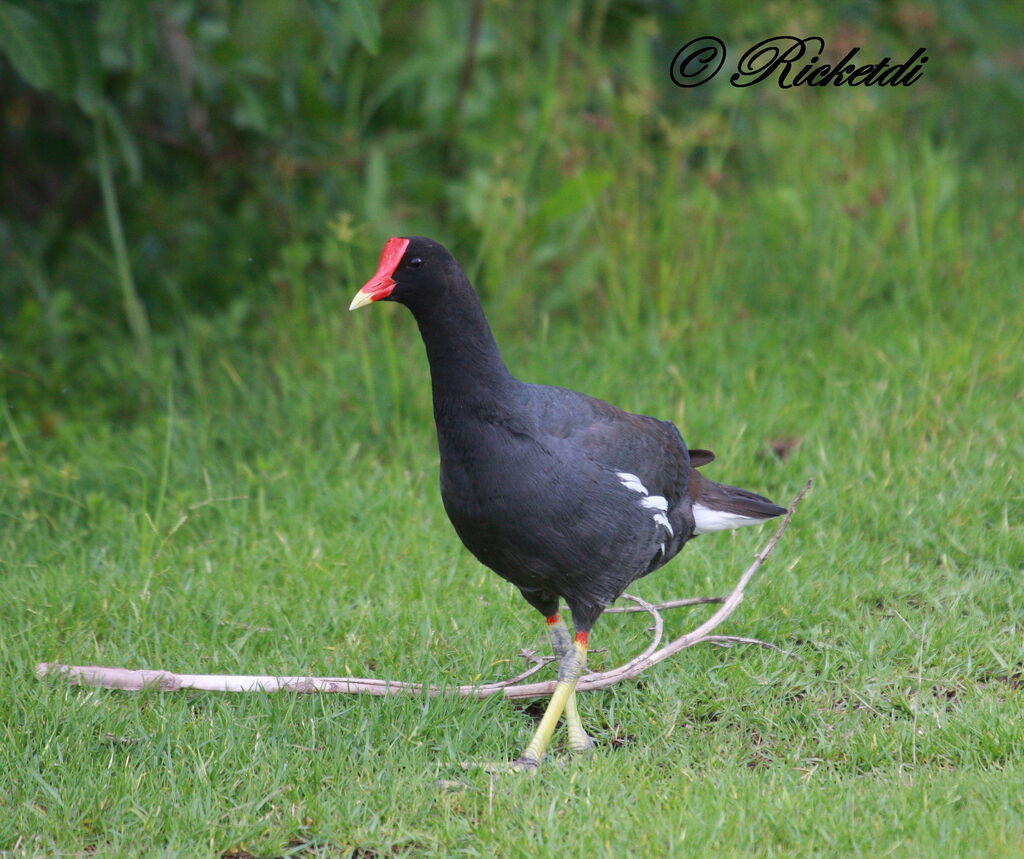 Gallinule d'Amérique