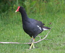 Common Gallinule