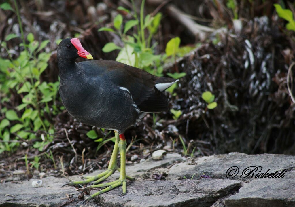 Gallinule d'Amérique