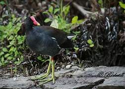 Common Gallinule