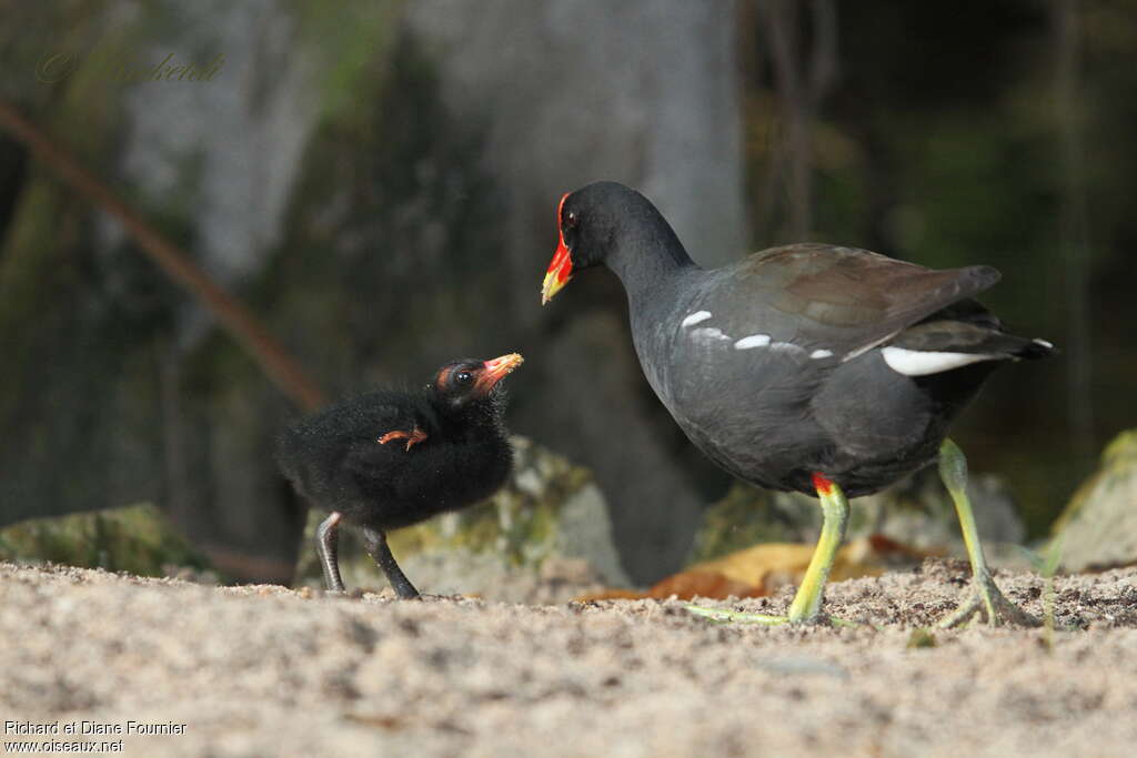 Gallinule d'Amérique, Nidification