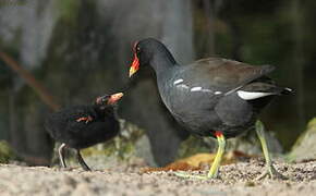 Gallinule d'Amérique