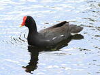 Gallinule d'Amérique