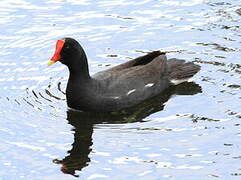 Common Gallinule