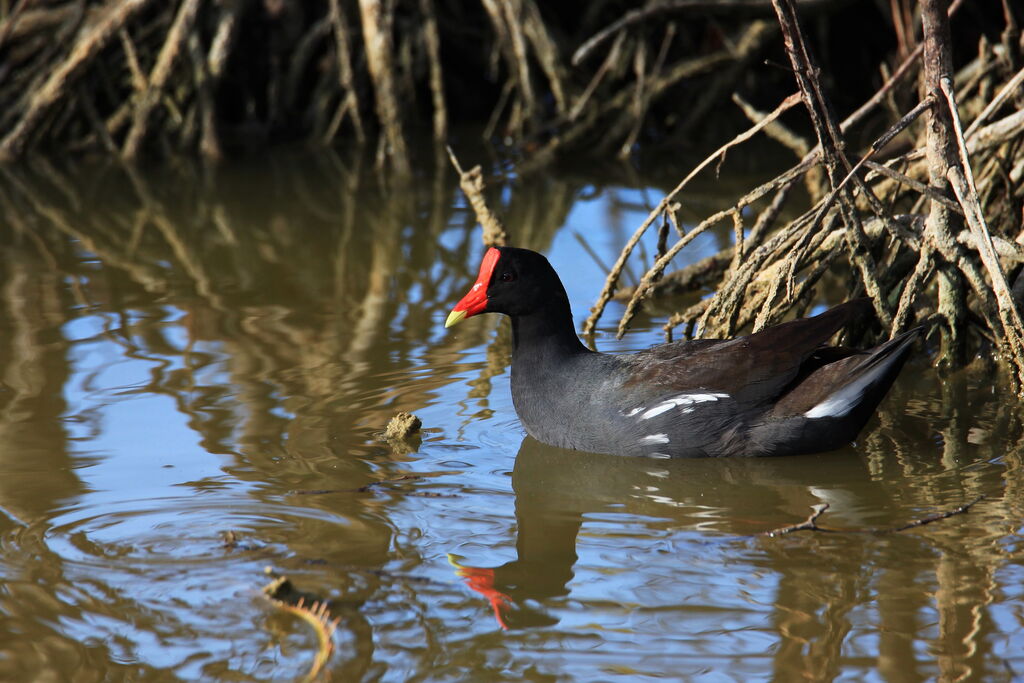 Gallinule d'Amérique