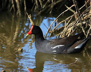 Gallinule d'Amérique