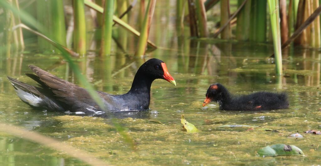 Common Gallinule