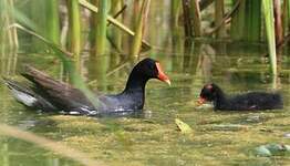 Gallinule d'Amérique