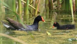 Common Gallinule