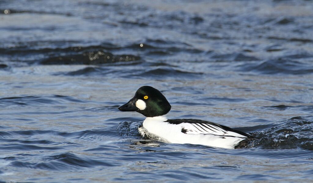 Common Goldeneye