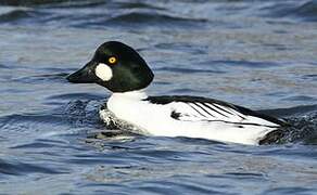 Common Goldeneye