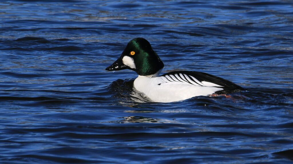 Common Goldeneye