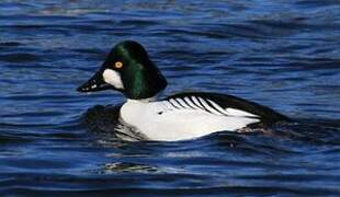 Common Goldeneye