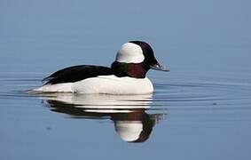 Bufflehead