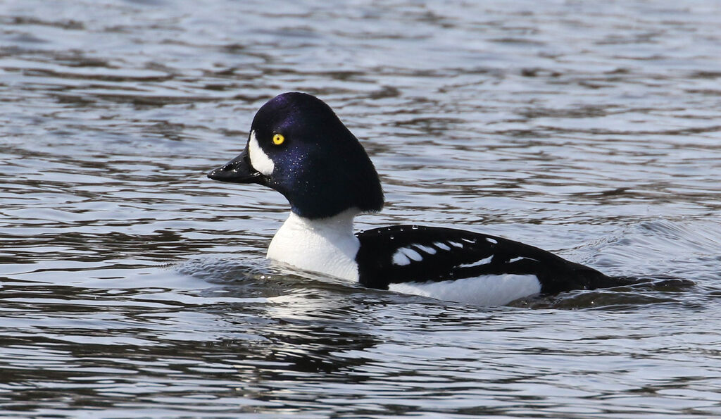 Garrot d'Islande mâle