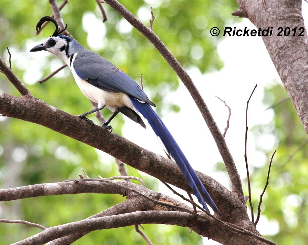 White-throated Magpie-Jay