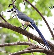 White-throated Magpie-Jay