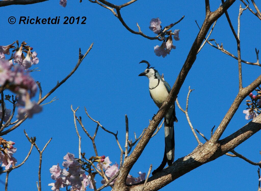 White-throated Magpie-Jay