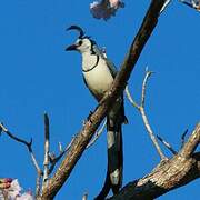 White-throated Magpie-Jay