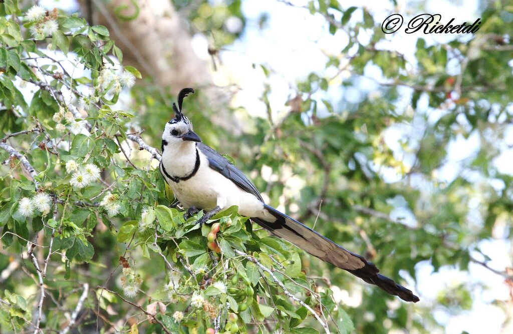 White-throated Magpie-Jay