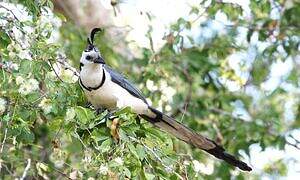 White-throated Magpie-Jay