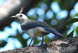 White-throated Magpie-Jay