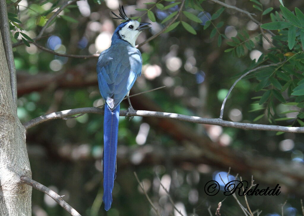 White-throated Magpie-Jay