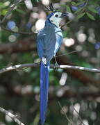 White-throated Magpie-Jay