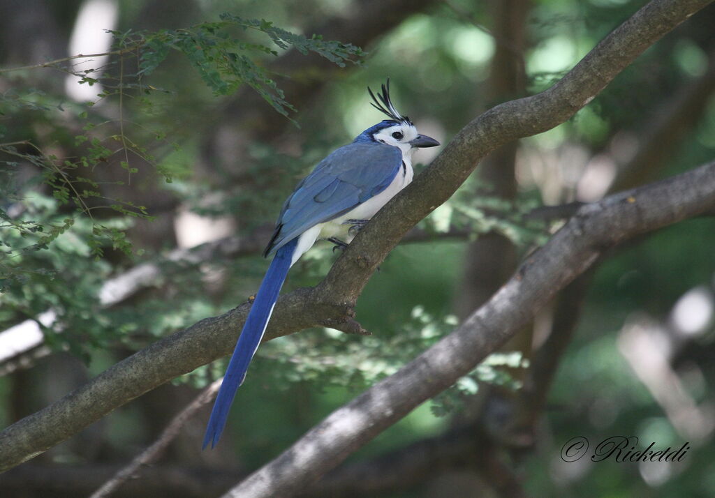 White-throated Magpie-Jay