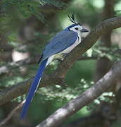 White-throated Magpie-Jay