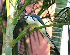 White-throated Magpie-Jay