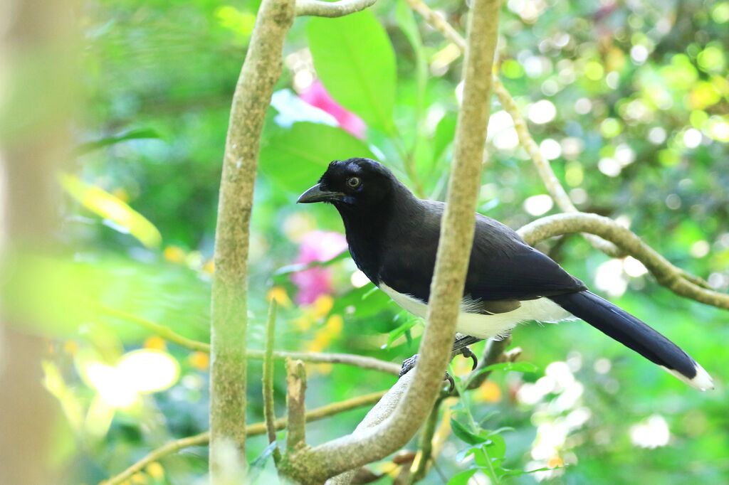 Geai à poitrine noire