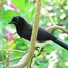 Geai à poitrine noire