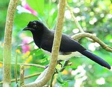 Black-chested Jay