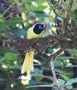 Green Jay