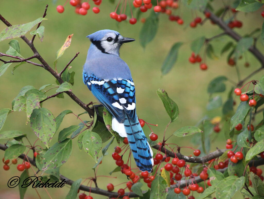 Blue Jay