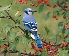 Blue Jay