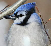 Blue Jay