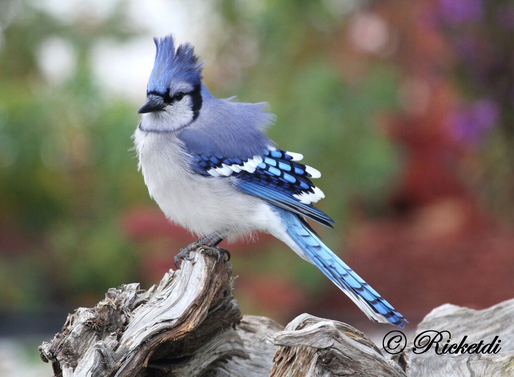 Blue Jay