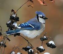 Blue Jay