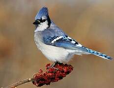 Blue Jay